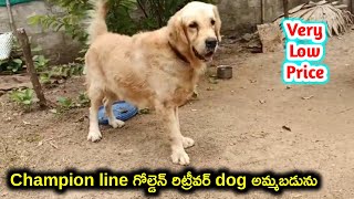 champion line golden retriever dog for sale in telugu 74161 88128 aj pets [upl. by Cotterell996]