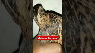 Male or female shortvideo animal birds koel pets [upl. by Freud458]