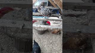 homestead farmstead backyardhomesteading backyardchickens chickencoop chickens chicken [upl. by Aicila27]