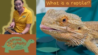 Leaping Lizards 1  What is a Reptile Bailey the bearded dragon [upl. by Pegeen]