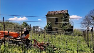 Trinciatura nella vigna di Aglianico Cesco di Nece Mustilli [upl. by Alex]