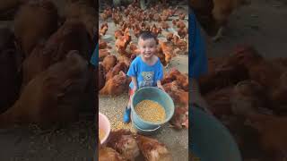 Rural children novice chicken farmers rural freerange chickens freerange chickens 163 [upl. by Waldron]