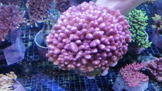 Stylophora pistillata pink XL 16 CM coral gandalf [upl. by Aciruam]