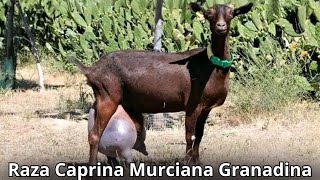 Raza de Cabra Murciana granadina Características y producción de la mejor cabra lechera del mundo [upl. by Divan967]