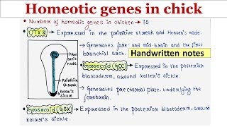 Homeotic genes in chick  Handwritten notes [upl. by Nairdad]