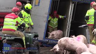 Vrachtwagen met varkens kantelt in Halle enkele beesten overleven klap niet [upl. by Melgar]