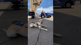 The goodest boy doing the best job training to become an amazing guide dog seguidedogs [upl. by Fries]