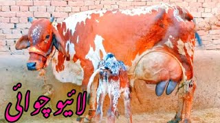 Frzian Cholistani cross cow for sale milak 18kg 03061061151YouTube1009 2024 [upl. by Inva535]