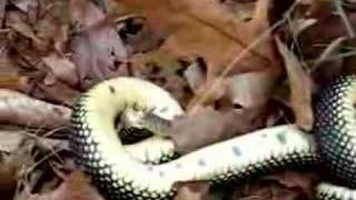 King Snake Cannibalism  KSC [upl. by Alf325]