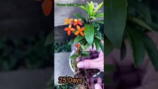 How to Grow Ixora Coccinea flowers from cuttings at home for beginners  Ixora [upl. by Hepsibah488]