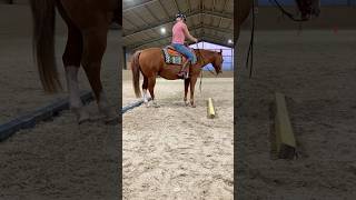 horse westernreiten trail equestrian reiten westerntraining quarterhorse ewu quarterhorse [upl. by Dorette201]