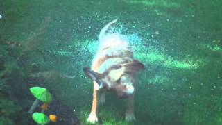 dog shaking in super slow motion [upl. by Neom869]