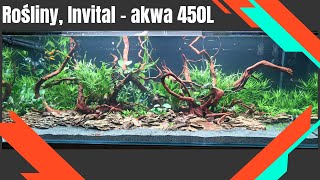 450L Rośliny INVITAL AKWA 450L 4K [upl. by Golanka]