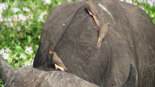 Piqueboeuf à bec jaune Buphagus a africanus Yellowbilled Oxpecker [upl. by Nnil866]