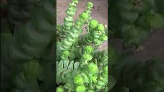 Tuto jardinage crassula rupestris comment faire une Bouture plantes vertes succulente grasse [upl. by Leuqar]