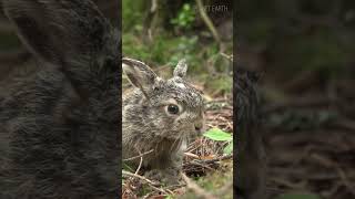 Hare Hes not a rabbit 😍 animals hare rabbit [upl. by Lejna]