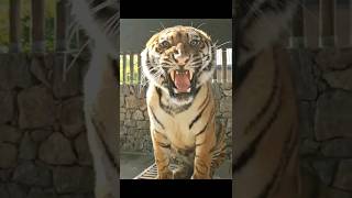 Fierce Tigers Intense Stare and Sharp Teeth Caught on Camera  Epic Wildlife Encounter [upl. by Buckden313]