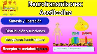 Neurotransmisores  Sistema nervioso central  Acetilcolina  Acetilcolina fisiología [upl. by Hanahsuar594]