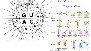 Codon degeneracy [upl. by Ardnovahs883]