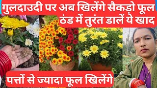 Guldaudi plant fertilizer for flowering Guldaudi plant caregrowing tips [upl. by Yelsnit586]