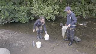 SHMAK Stream Life – How to get your Benthic Macroinvertebrate Sample Ready for Sorting [upl. by Linehan]