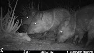 Mar 3 2024 no water bowls for coyote javelina and rodents [upl. by Colon]