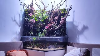 Membuat Paludarium [upl. by Ipoillak]