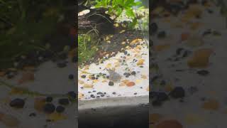 Hill Stream Loach Fish Dancing 🕺🏿 [upl. by Rosario64]