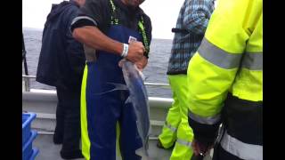 Reef Encounters Fishing Charters Blue Morwong Marion Bay [upl. by Eldora275]