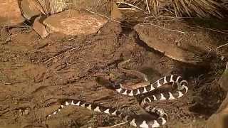 king snake vs rattlesnake [upl. by Zuleika]