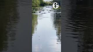 🐊 Alligators swarm swamp in Georgia state park [upl. by Ailen]