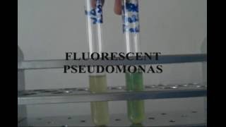 Pseudomonas [upl. by Corry]