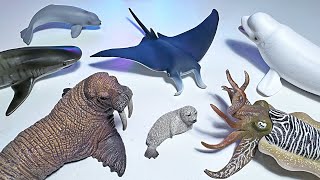 New Sea Animals  Walrus Manta Ray Beluga Calf Spotted Seal Cuttlefish Tiger Shark Lobster [upl. by Ahseek]