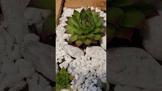 🌵🪴SEMPERVIVUM TECTORUM🔥HENS AND CHICKS SUCCULENT IN A HOME MADE PALLET PLANTER🐔🐣 [upl. by Analat]