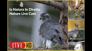 La Natura In DirettaNature Live Cam [upl. by Lorette]