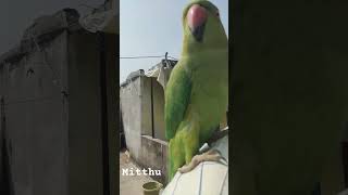 Mitthu Funny [upl. by Salba]