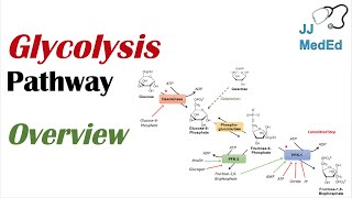 Glycolysis Pathway  Enzymes Regulation and Products [upl. by Katerine]