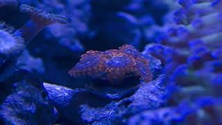 Gorgeous Utter Chaos Zoanthid Time Lapse [upl. by Tare]