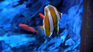 ゲンロクダイ（元禄鯛） Brownbanded butterflyfish [upl. by Kevina]