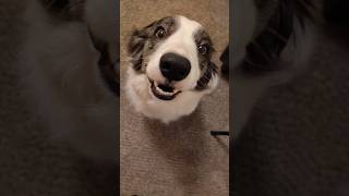 The night Zoey and I scared each other bordercollie ZoeyTheBorderCollie [upl. by Donaghue156]