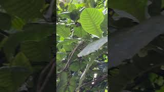 Leaves and fruits of Gardenia latifolia [upl. by Eldora358]