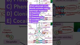 Which adrenergic drug activates alpha1 adrenergic receptors [upl. by Nauqyaj]