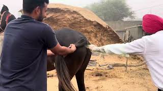 PD in mare horse stallion shortsfeed punjabimusic horselover stalliongroup punjabisong [upl. by Efren]