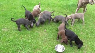 Weimaraner Welpen Fütterung und Spielen  puppies play amp meal [upl. by Flossy816]