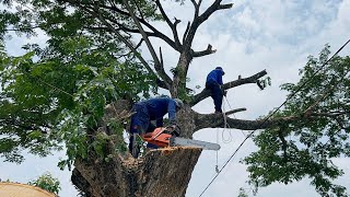 Complicated Cut down a large tree with branches on the village road‼️ [upl. by Ivanah]