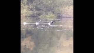 Cormorant taking off after fishing Shorts Cormorant TakingOff [upl. by Kumler]