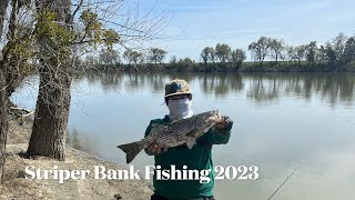 Sacramento River Spring Striper Fishing [upl. by Atinek8]