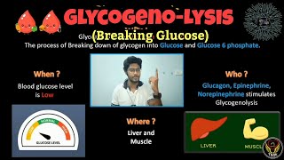 Glycogenolysis  Biochemistry  Glycogen metabolism  Glucose Tamil  Biology  ThiNK VISION [upl. by Adnauqal]