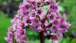 Waxflower  Chamelaucium [upl. by Dahsraf]