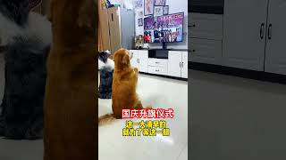 国庆升旗仪式，狗狗也有爱国情怀 pets 新加坡 国庆 升旗 国庆节 dog doglover dogs 宠物 萌宠 萌宠出道计划 [upl. by Lisan95]